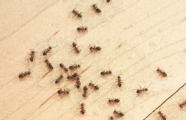Karıncalardan kurtulma yöntemleri 